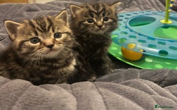 British Shorthair cats for sale: 4 Beautiful British Shorthair cross Kittens  - Image 3