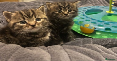 British Shorthair cats - Advert 10