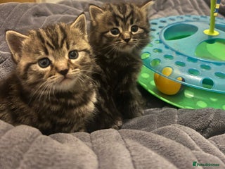 British Shorthair cats - Advert 4