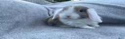 Mini Lop rabbits for sale: Mini lop bunnies  in Cannock - Advert 11