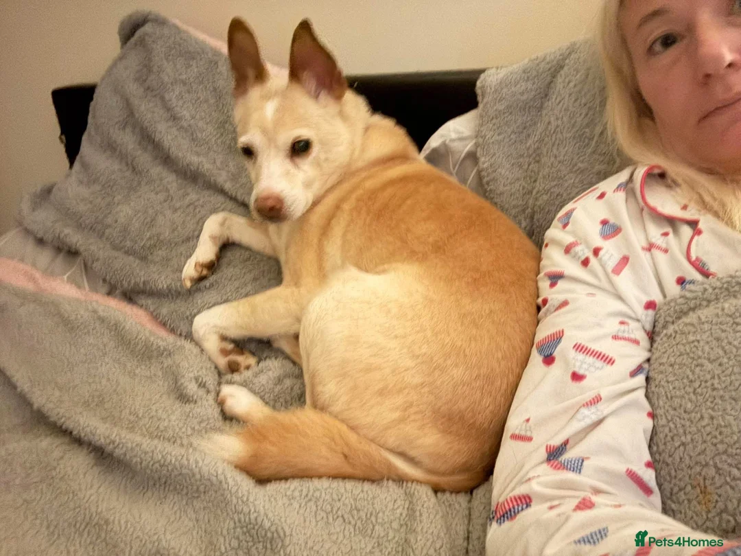 Mixed Breed dogs for adoption: Paddy - Hempnall Norfolk  - Advert 25