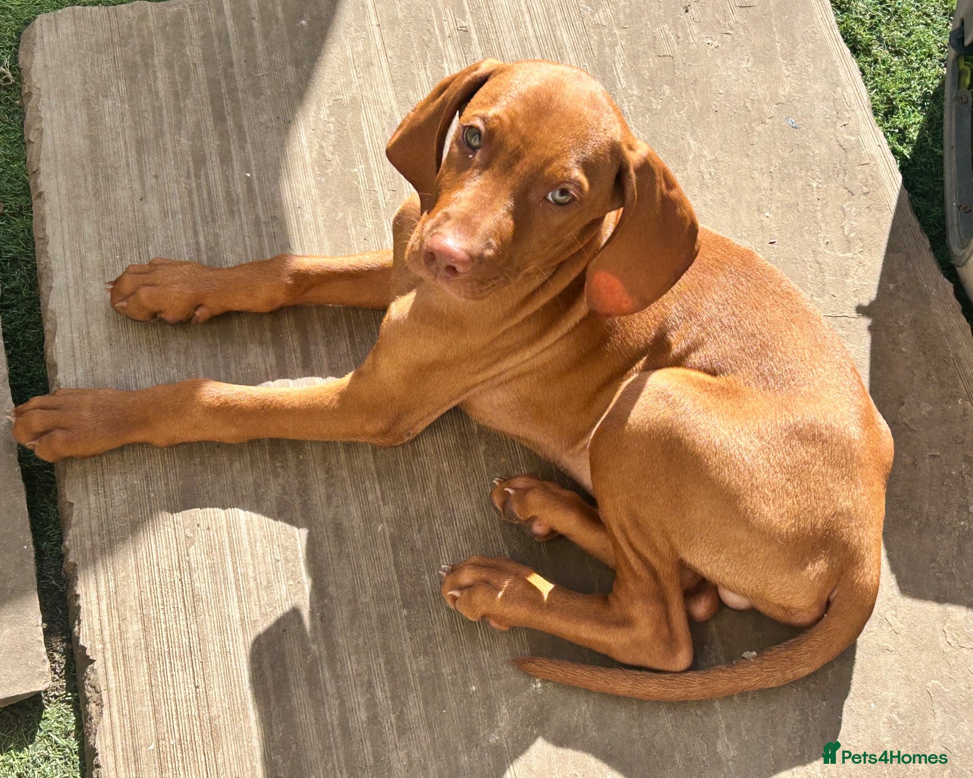 Hungarian Vizsla dogs  KC registered Hungarian vizsla puppy - Advert 1