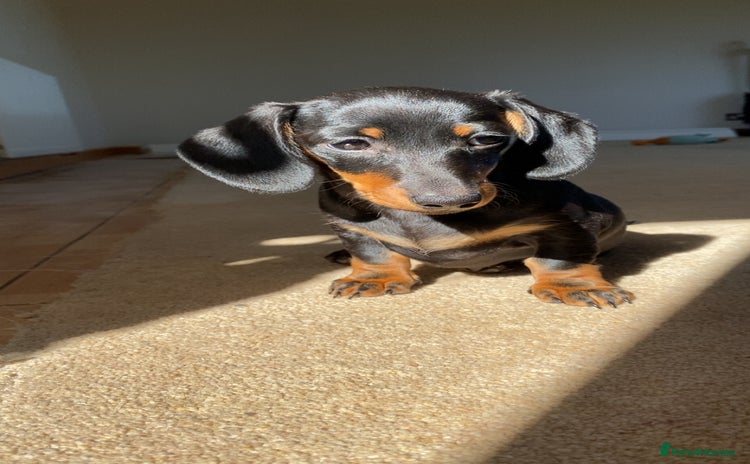 Dachshund dogs - Advert 1