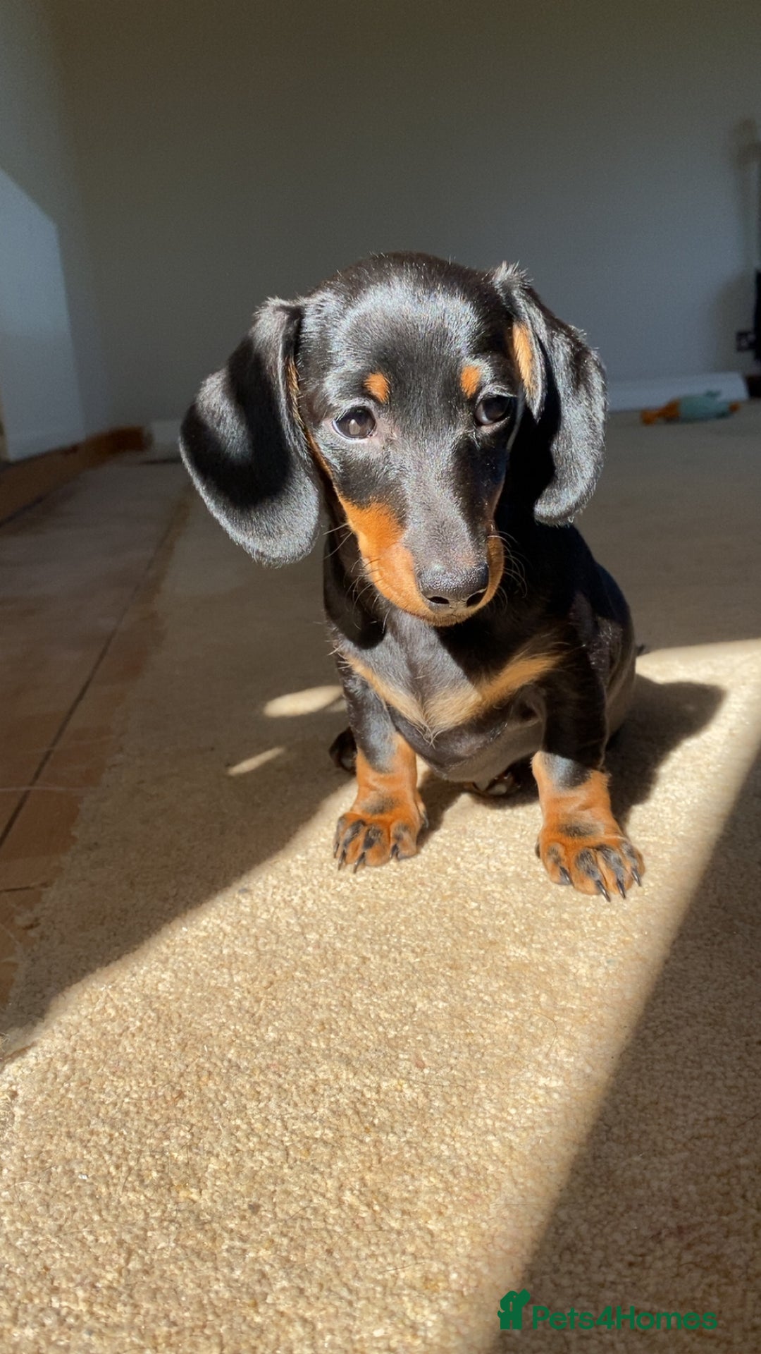 Dachshund dogs for sale: Miniature x standard dachshund pup for sale - Image 1