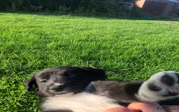 Bearded Collie dogs for sale: Breaded collie puppies  - Image 2