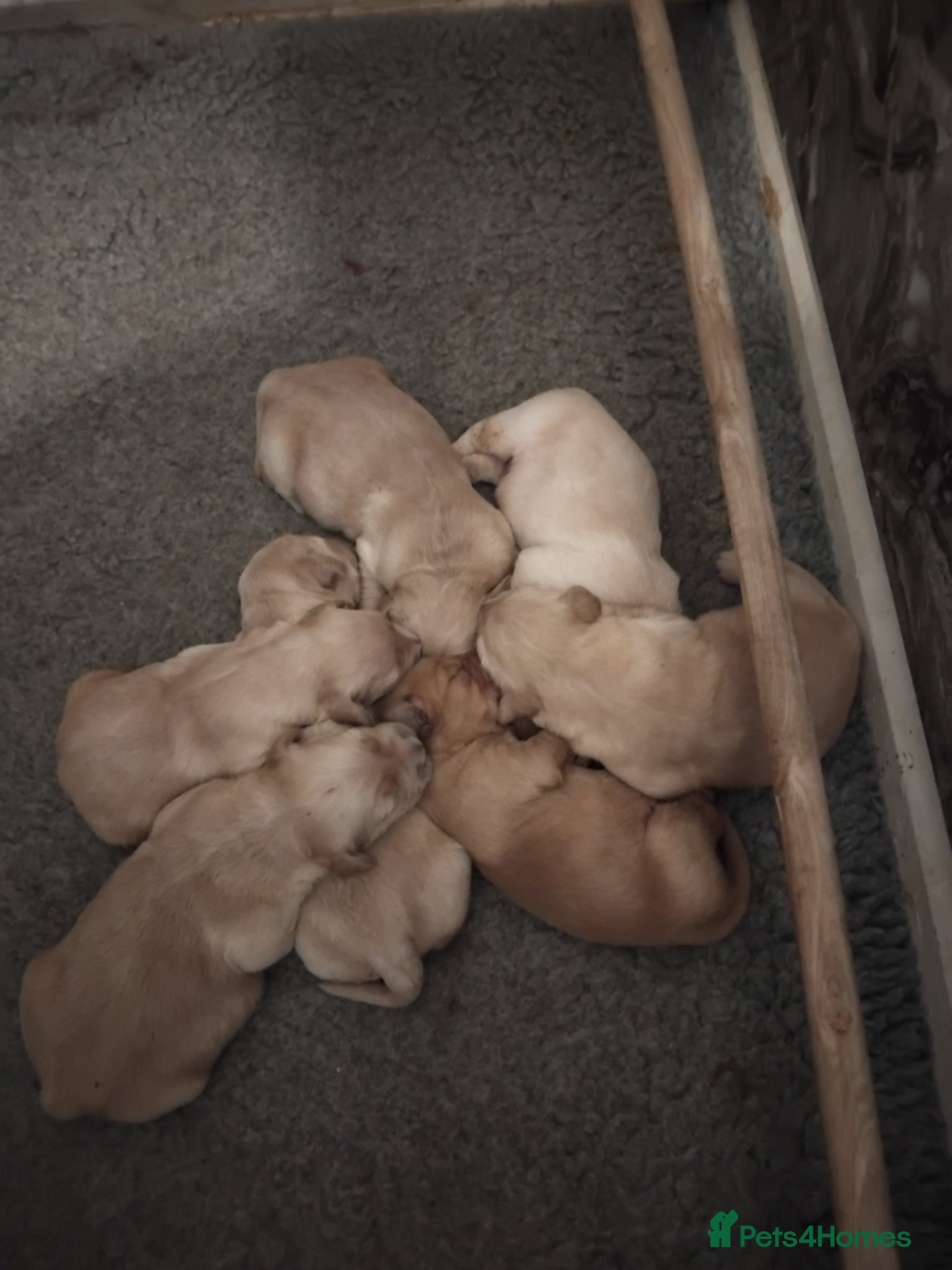 Golden Retriever dogs for sale: 7 beautiful golden retriever babies - Advert 11