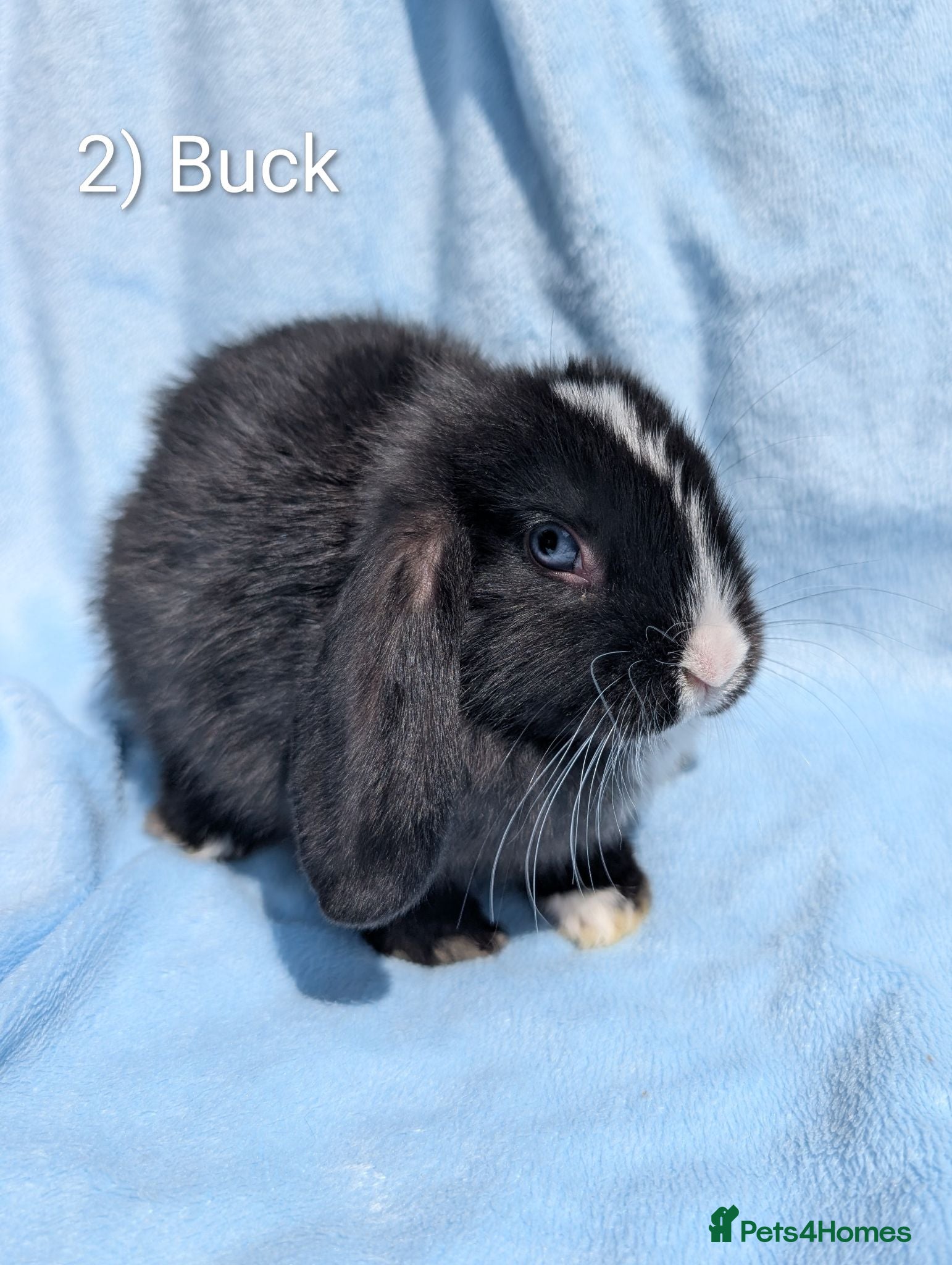 Mini Lop rabbits Stunning Mini Lops Ready Now - Advert 7