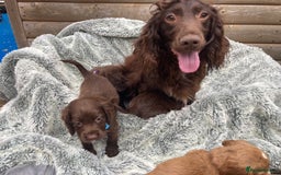 Cocker Spaniel dogs for sale: Beautiful cocker spaniel puppies  - Image 13