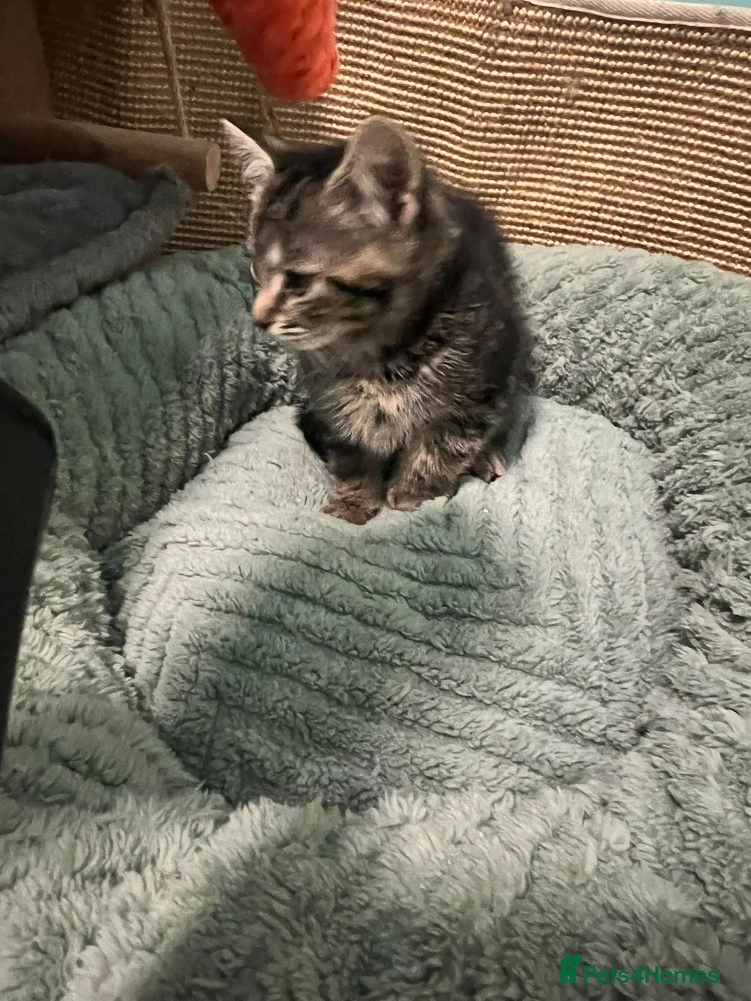 Mixed Breed cats for adoption: 2 x rescue kittens need new home(s) - Advert 4