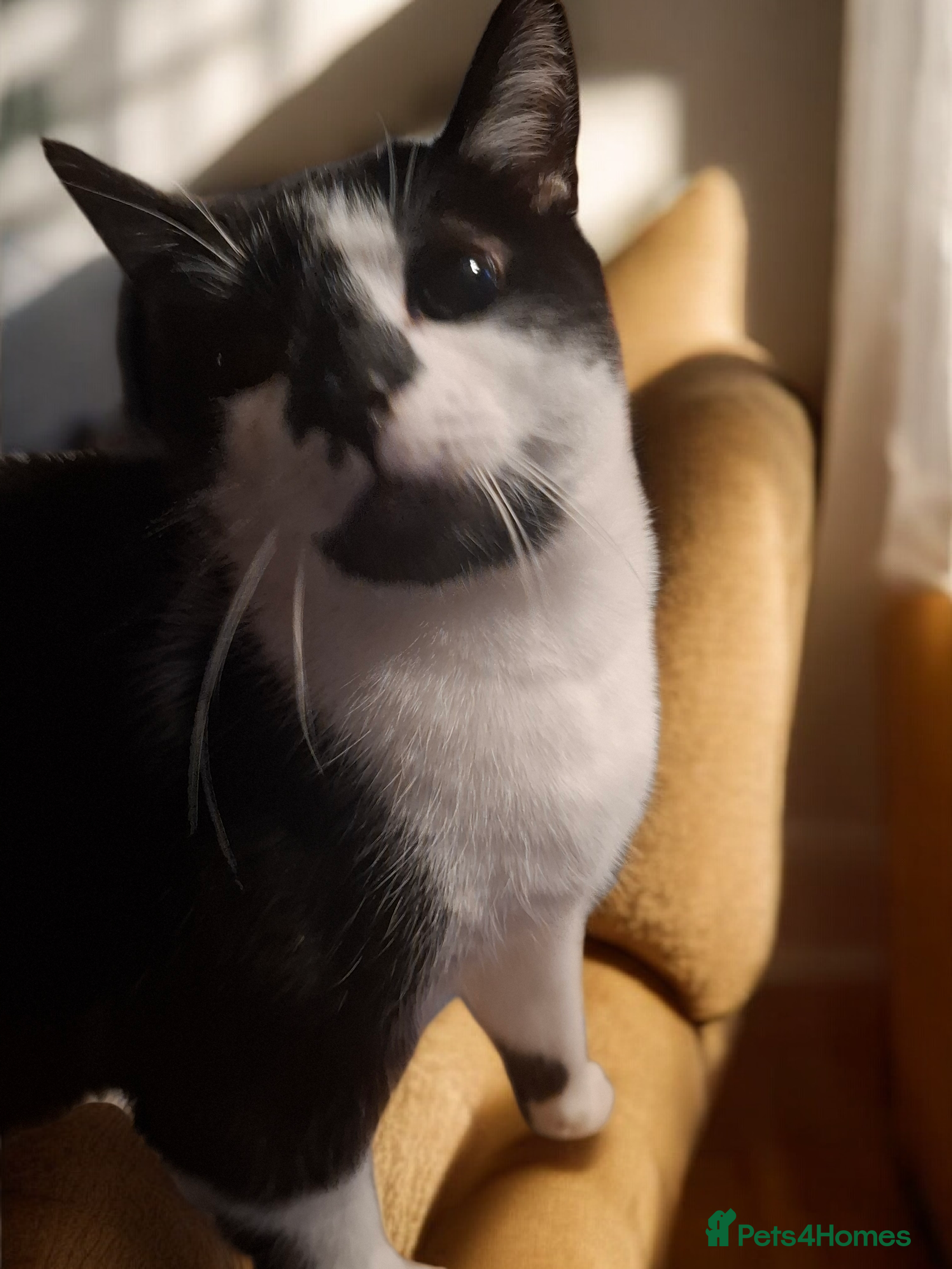 Domestic Shorthair cats 💕 A Loving Young Cat Looking for Her Forever Home - Advert 2