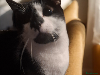 Domestic Shorthair cats 💕 A Loving Young Cat Looking for Her Forever Home - Advert 2