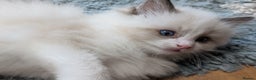 Ragdoll cats for sale: Gorgeous Ragdoll Kittens  - Advert 5