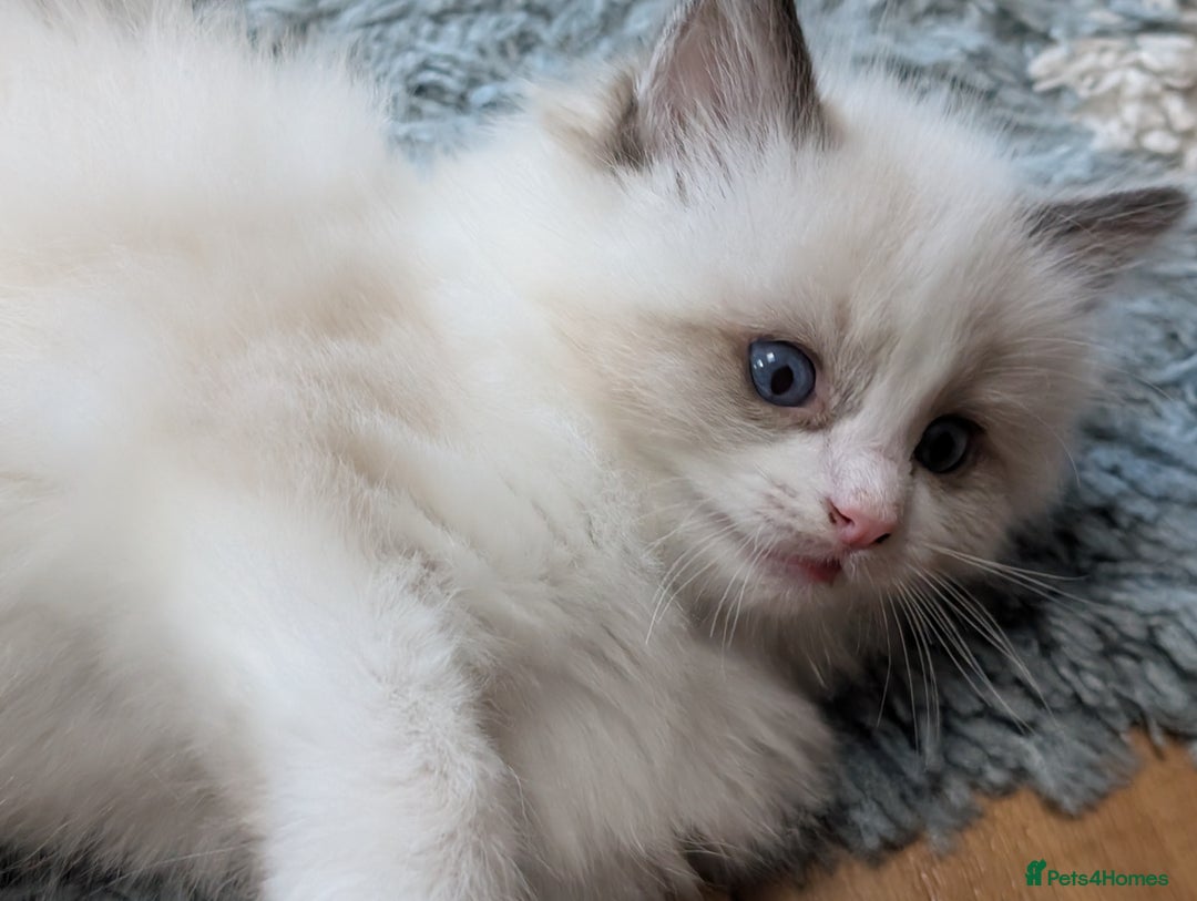 Ragdoll cats for sale: Gorgeous Ragdoll Kittens  - Advert 5