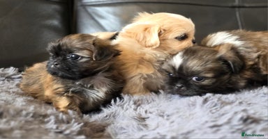 Shih Tzu dogs - Advert 10