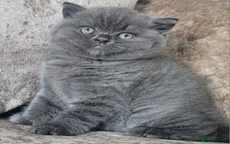British Shorthair cats for sale: British blue shorthair female kitten - Image 6