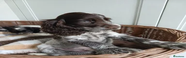Cocker Spaniel 4