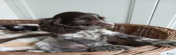 Cocker Spaniel dogs for sale: Cocker spaniel puppies in London - Advert 8