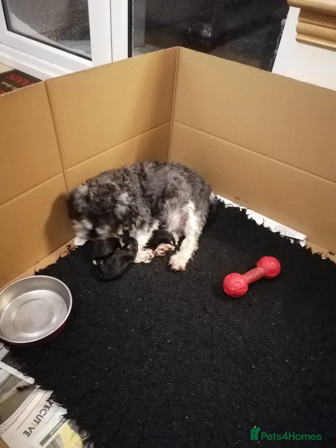 Miniature Schnauzer dogs for sale: Miniature schnauzer puppies - Advert 1