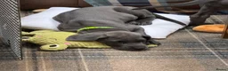 Great Dane dogs for sale: Ready to go! Blue Great Danes - 2 Girls Remaining! - Advert 9