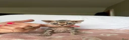 Devon Rex cats for sale: Stunning and Loving Devon Rex Kittens  in Grantham - Advert 5