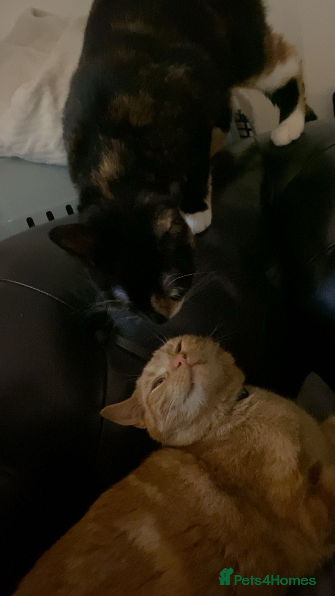 Mixed Breed cats for sale: Male and female neutered cat  - Image 11