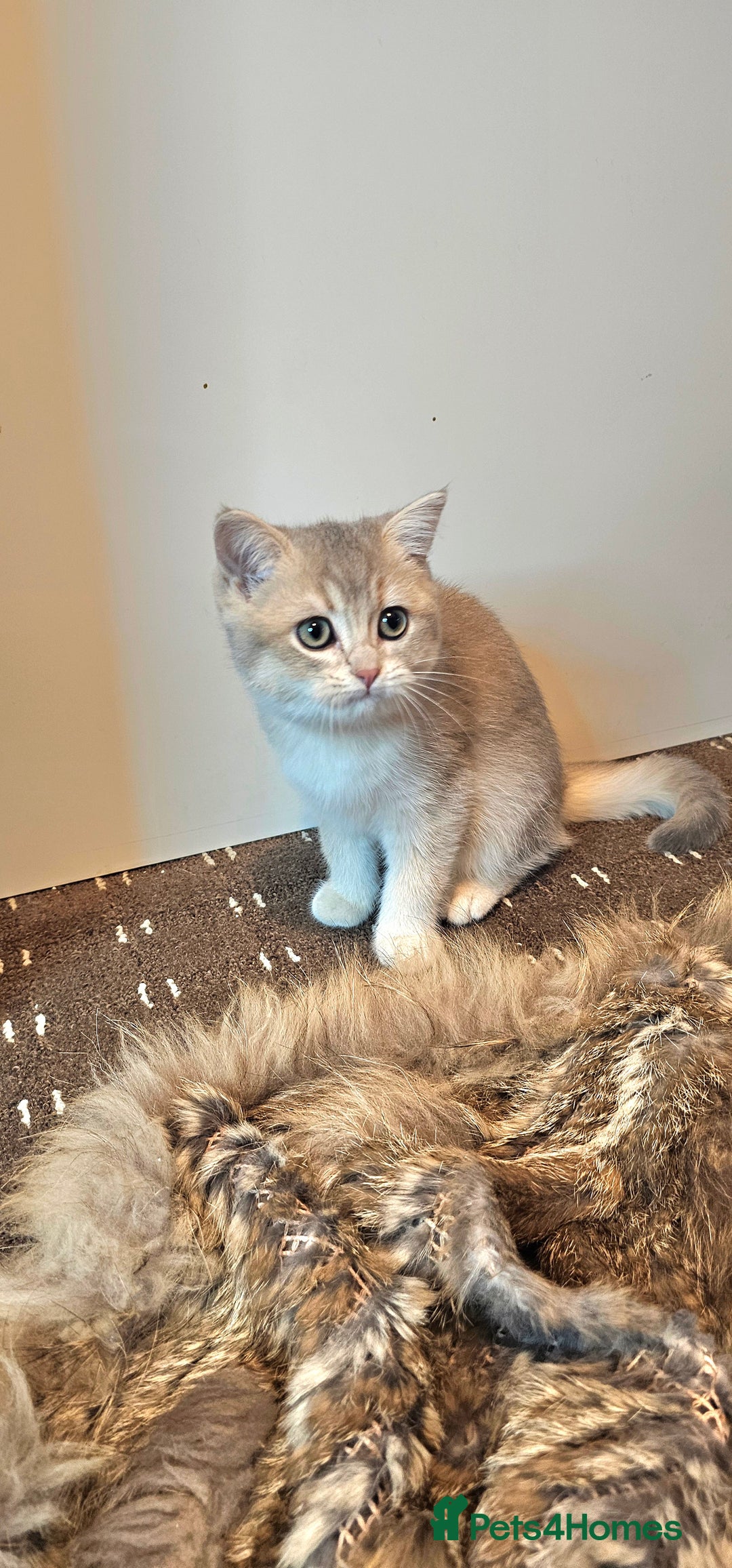 British Shorthair cats for sale: BSH GOLDEN KITTENS - Advert 4