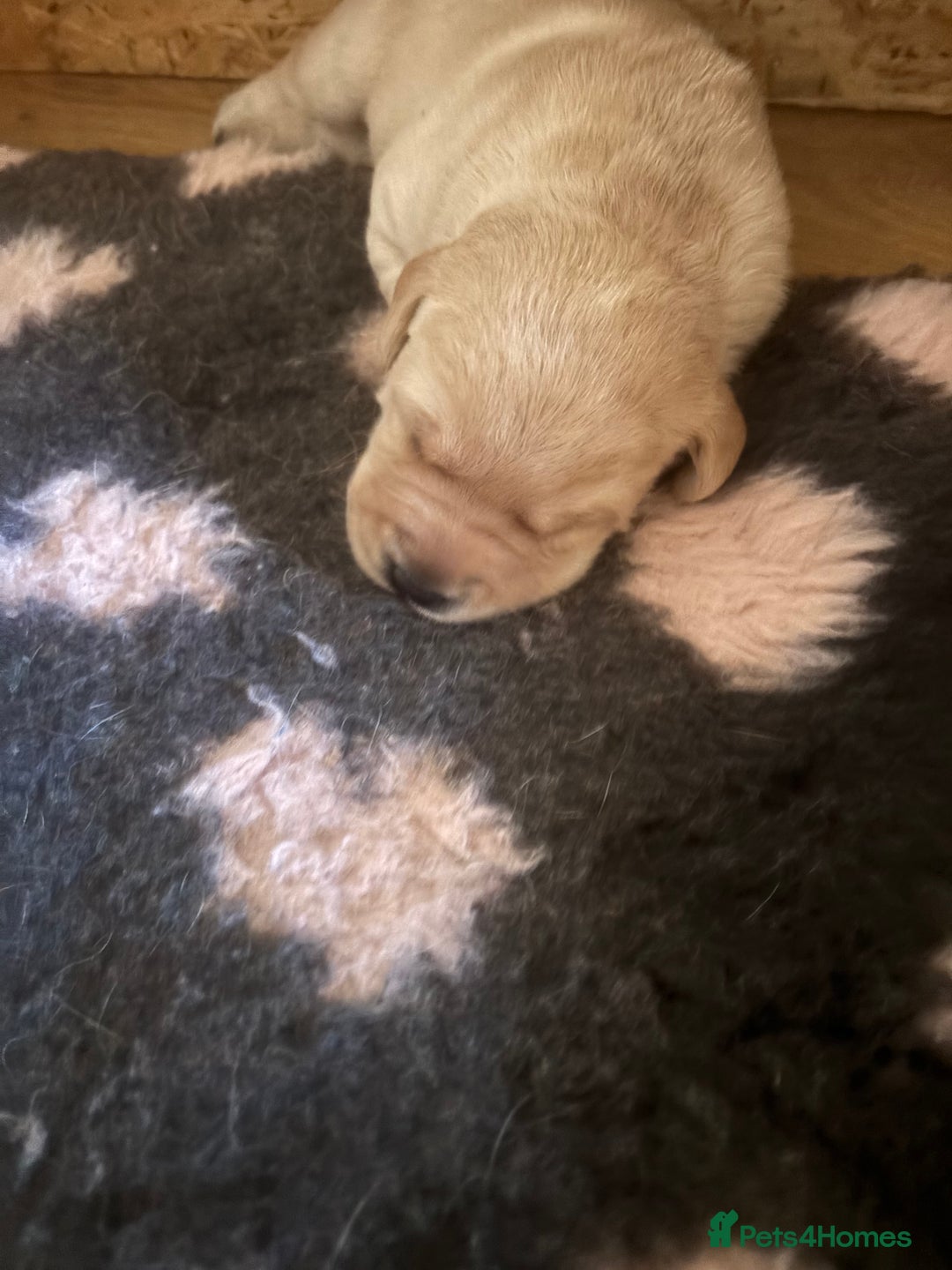 Labrador Retriever dogs for sale: STUNNING HEALTH TESTED LABRADORS - Image 8