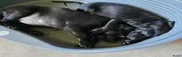 Mixed Breed dogs for sale: F2b labmaraner  - Advert 2