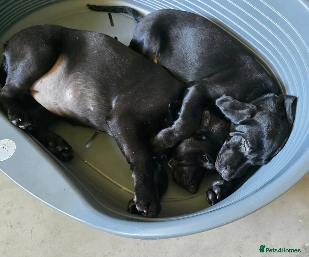 Mixed Breed dogs for sale: F2b labmaraner  - Advert 2