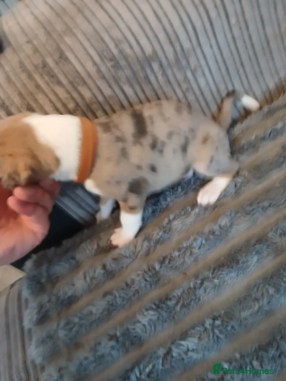 Mixed Breed dogs for sale: Lurcher pups - Advert 2