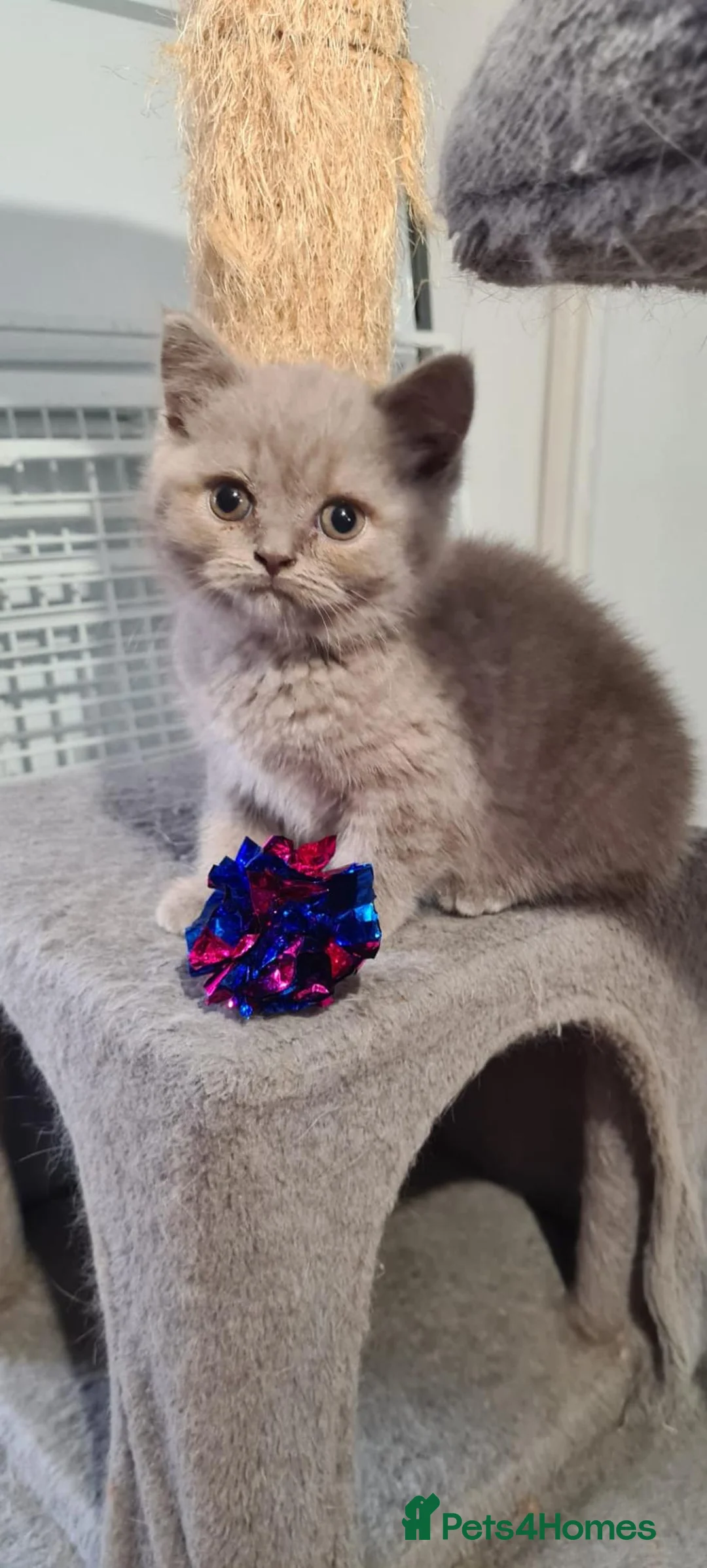 British Shorthair cats for sale: 2 GORGEOUS BRITISH SHORTHAIR KITTENS! - Advert 2