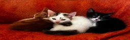 Domestic Shorthair cats for sale: Exceptionally friendly cute kittens for sale in Glasgow - Advert 9
