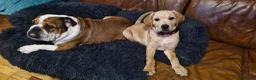 Labrador Retriever dogs for sale: Gorgeous 9 weeks old male Yellow labrador  - Advert 6