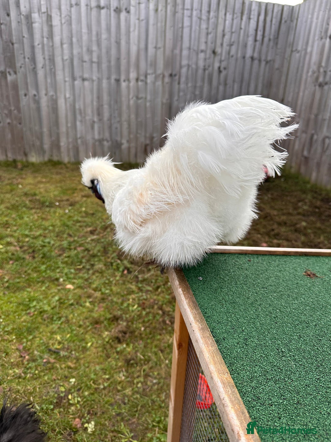 Chickens poultry for sale: Silkie Roosters  - Advert 7