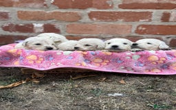 Golden Retriever dogs for sale: Old English cream golden retrievers  - Image 1
