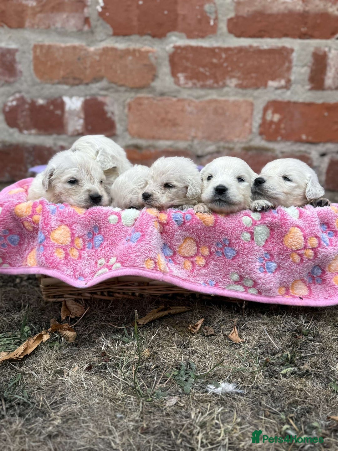 Golden Retriever dogs for sale: Old English cream golden retrievers  - Image 1