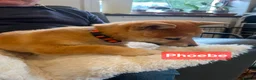 Japanese Shiba Inu dogs for sale: Stunning little Shibas - Advert 7