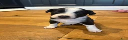 Mixed Breed dogs for sale: Puppies for sale - Advert 6
