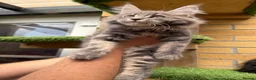 Maine Coon cats for sale: 5 Blue and Black smoke Maine Coon kittens left in Sudbury - Advert 20