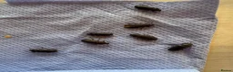 Beetles invertebrates for sale: Darkling beetles 15 breeding pairs ready in Nottingham - Advert 3