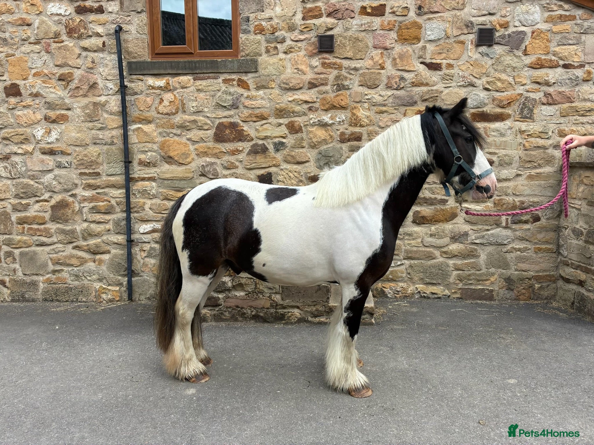 Irish Cob horses Tommy - 6 year old 13.1 Cob - Advert 1
