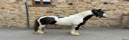 Irish Cob horses for sale: Tommy - 6 year old 13.1 Cob - Advert 1