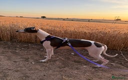 Whippet dogs for sale: Stunning whippet puppies - Image 7