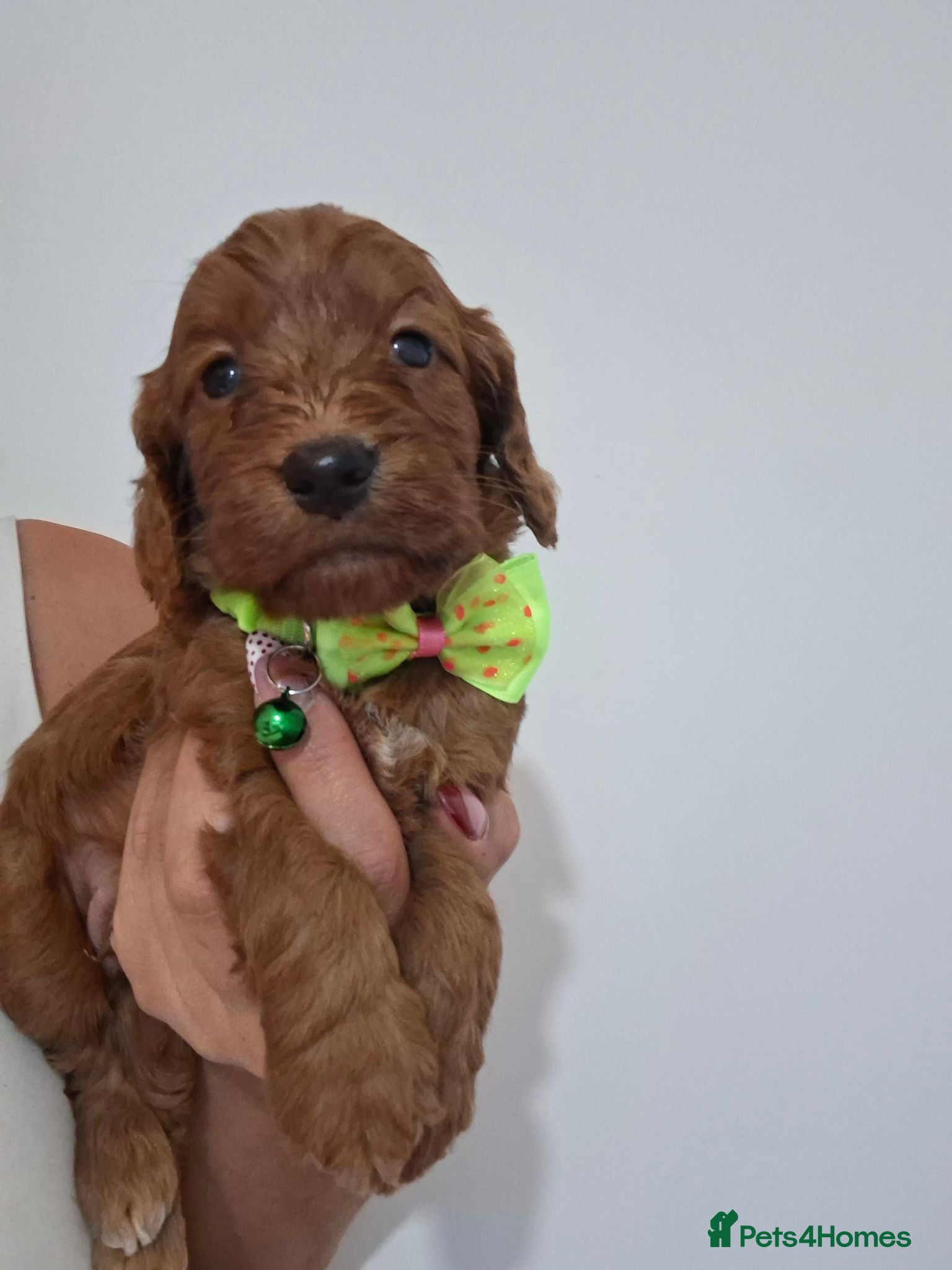 Cockapoo dogs Outstanding F1 Cockapoo pups 🐾 - Advert 1