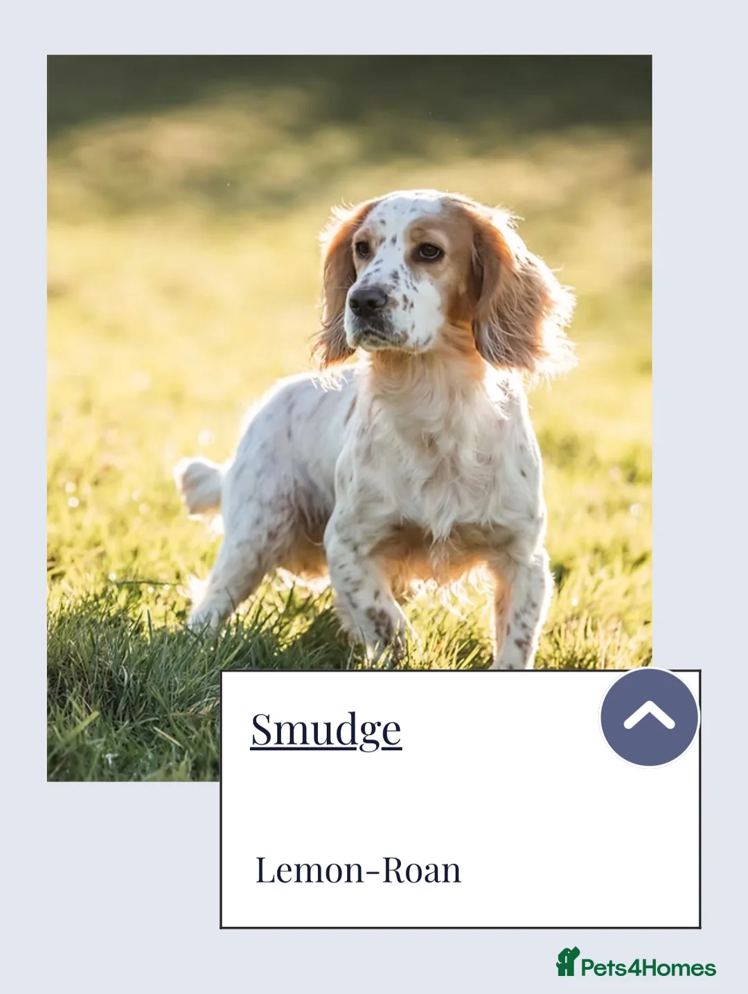 Cocker Spaniel dogs for sale: Beautiful Cocker spaniel puppies (working) - Advert 18