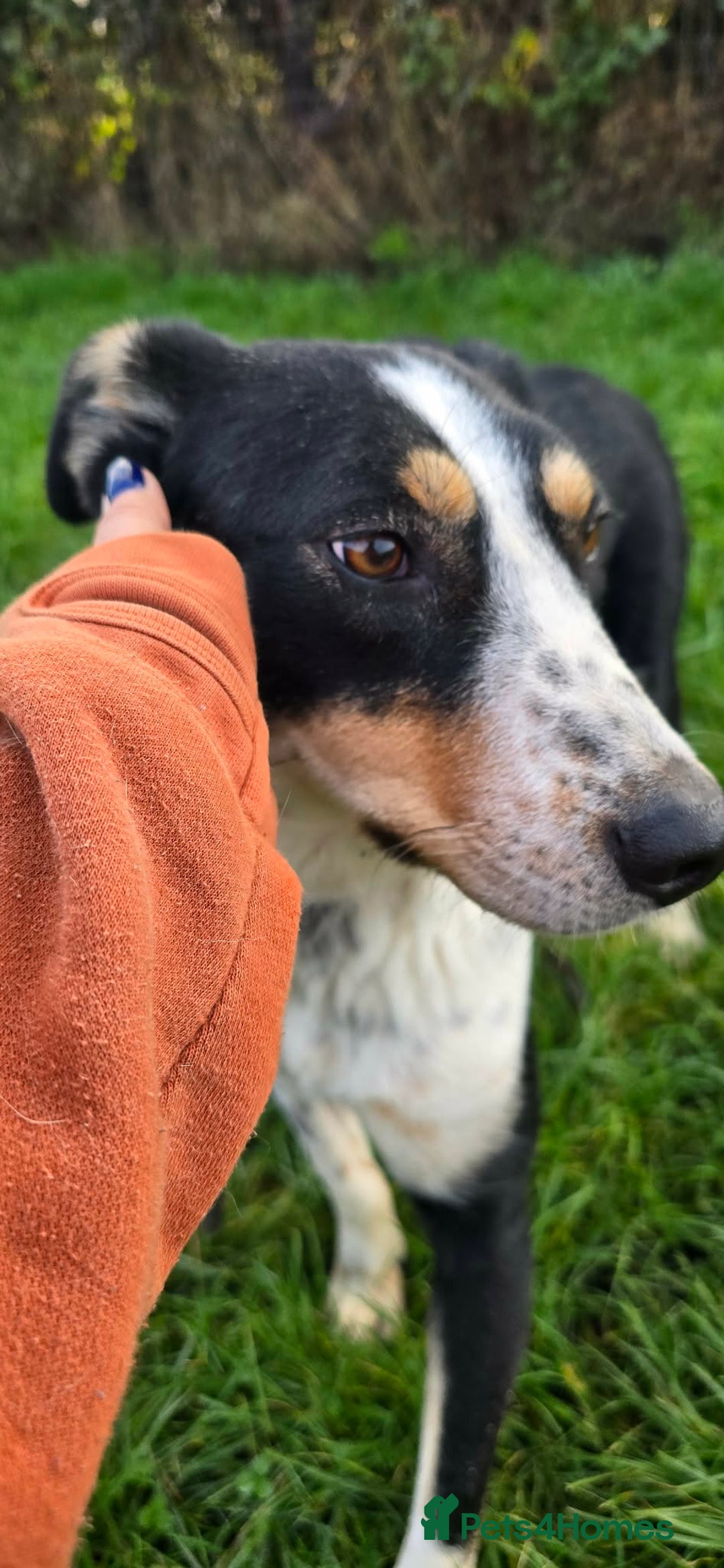 Mixed Breed dogs for adoption: TOMMY - Advert 16