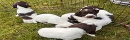 English Springer Spaniel dogs for sale: Springer spaniel pups  in Guildford - Advert 7