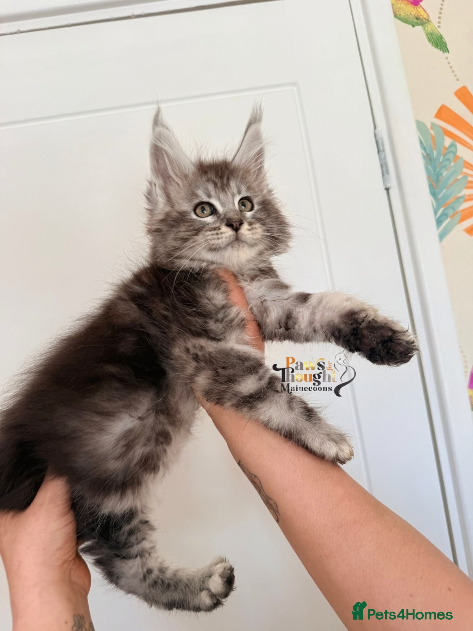 Maine Coon cats Outstanding Quality TICA reg Kittens - Advert 2
