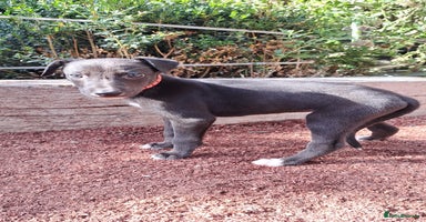 Greyhound dogs - Advert 14