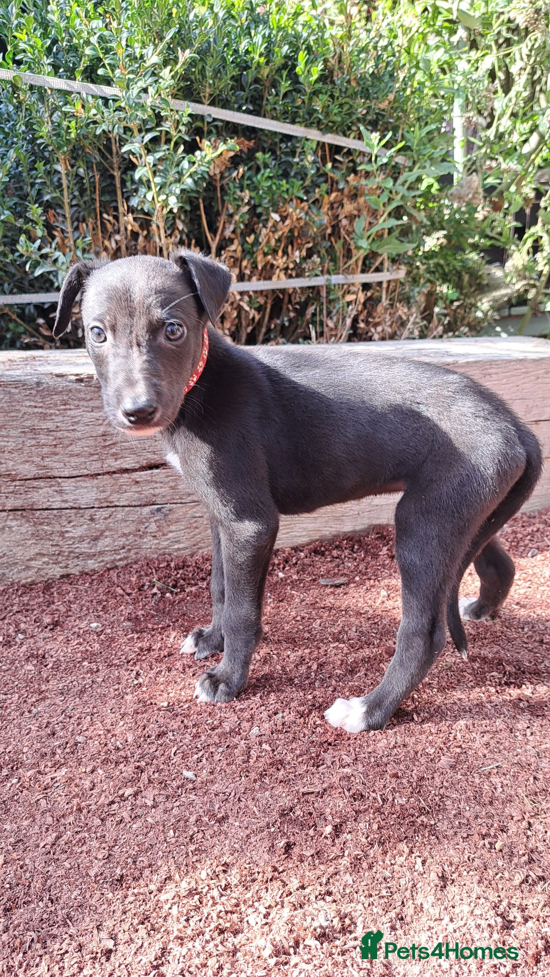 Greyhound dogs for sale: 💙READY TO GO💙 1 pup left - Irish Greyhound  - Image 3